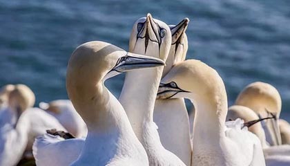 九游娱乐官网 (JIUYOU)-伊朗男篮在亚洲预赛中拼搏奋战，冲击奥运金牌梦想，伊朗男篮落选赛