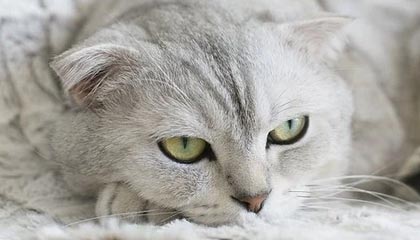 九游娱乐(jiuyou)官方网站-东亚杯国足战败 球迷呼吁战术改革，东亚杯国足1比2日本