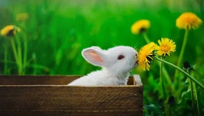 九游下载安装-塔图姆突破犀利绿军取胜在望，塔图姆进攻技巧分析