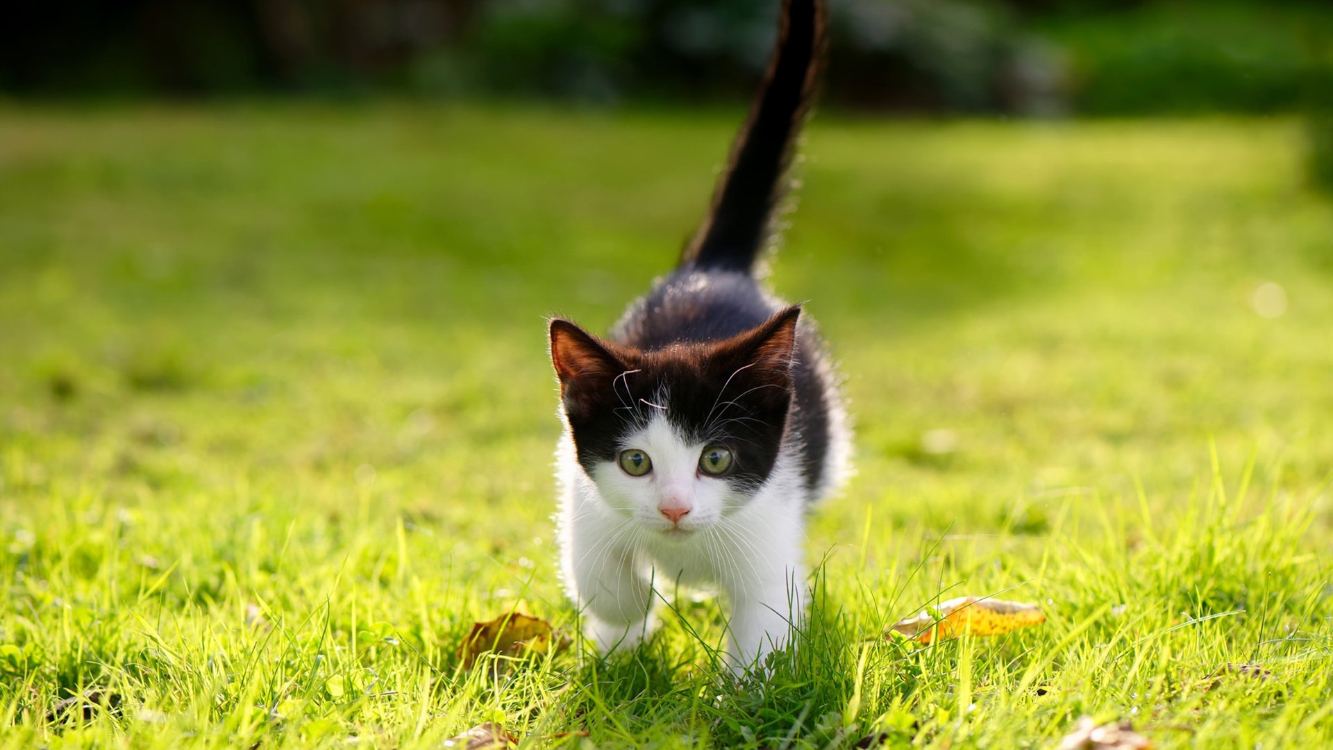 欧国联比赛：荷兰队遭遇比利时魔咒，荷兰队对比利时