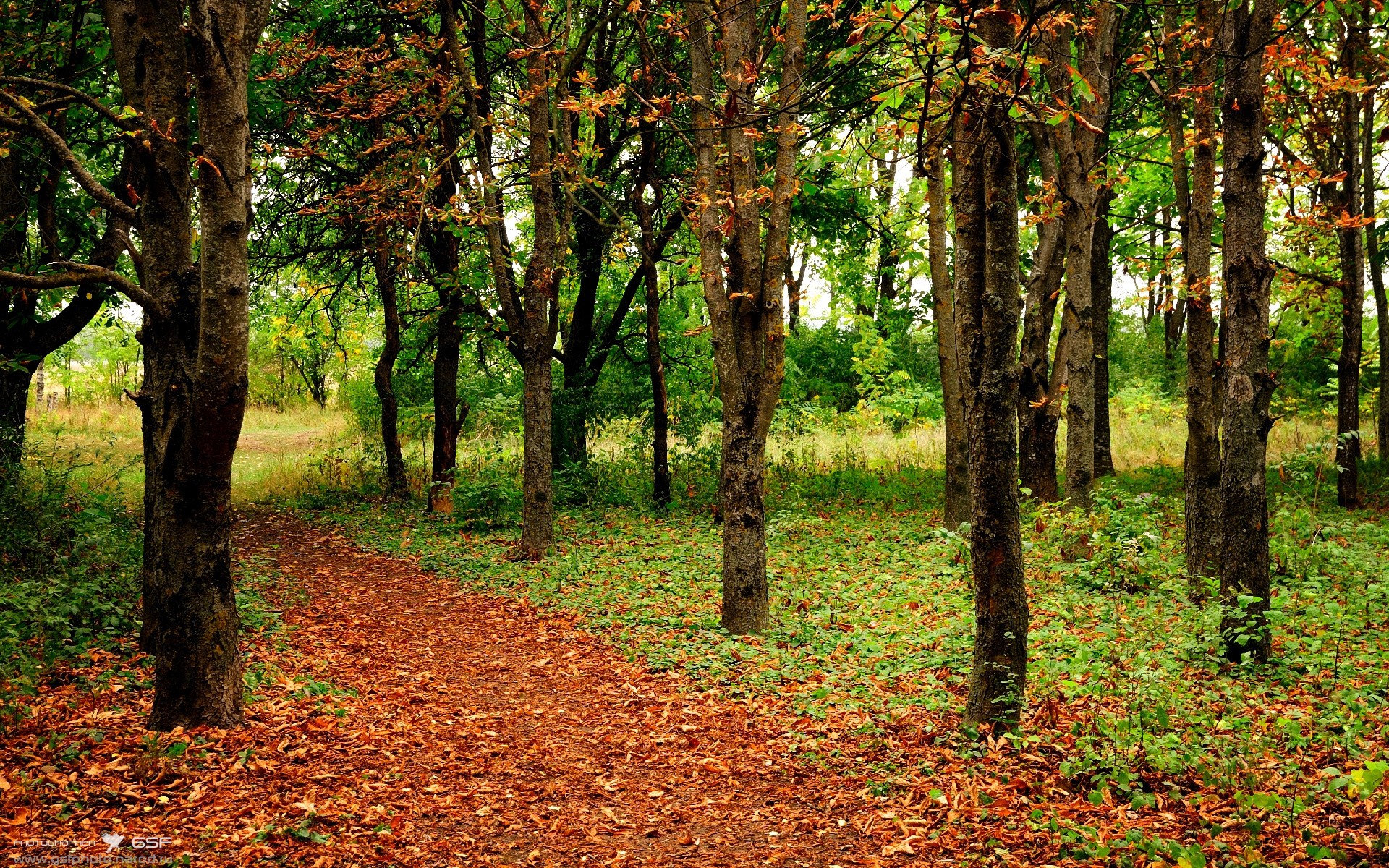 埃及队未来发展：加强人才引进，提升专业训练体系，你知道埃及战队吗