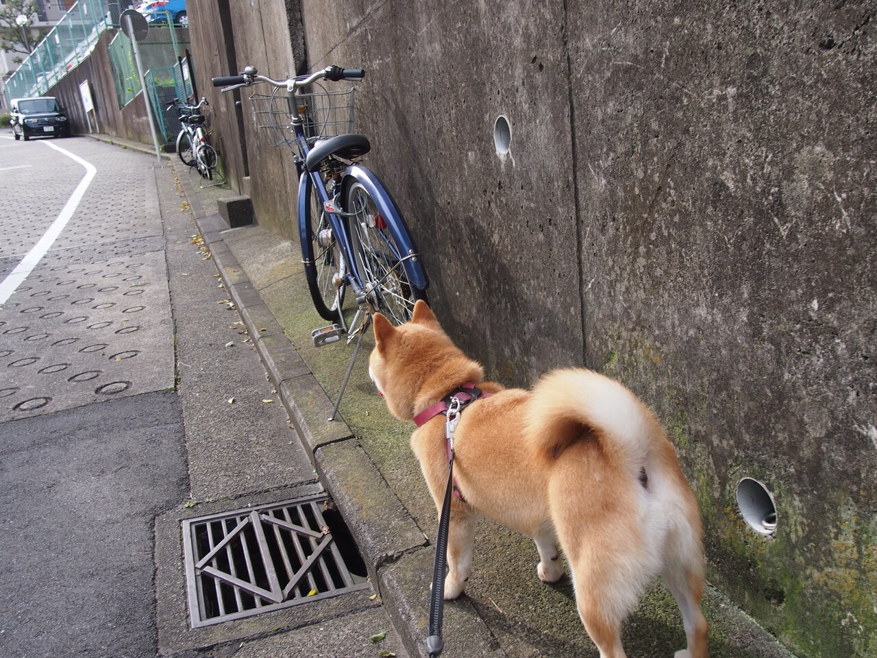 外援政策频繁调整扰乱俱乐部发展，外援限制