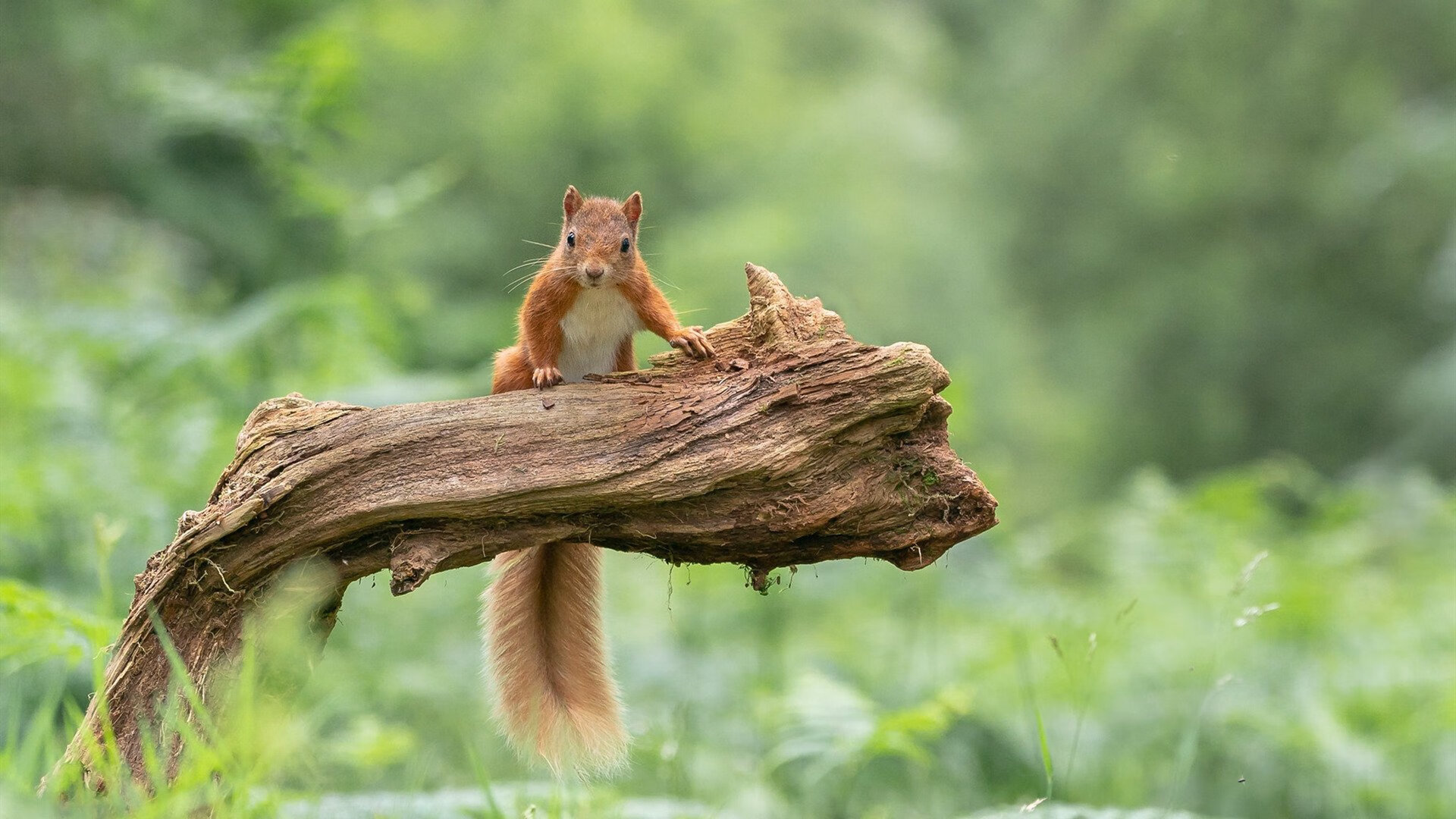 新加坡队未来发展的挑战与机遇：如何突破现有竞技瓶颈，新加坡足球发展
