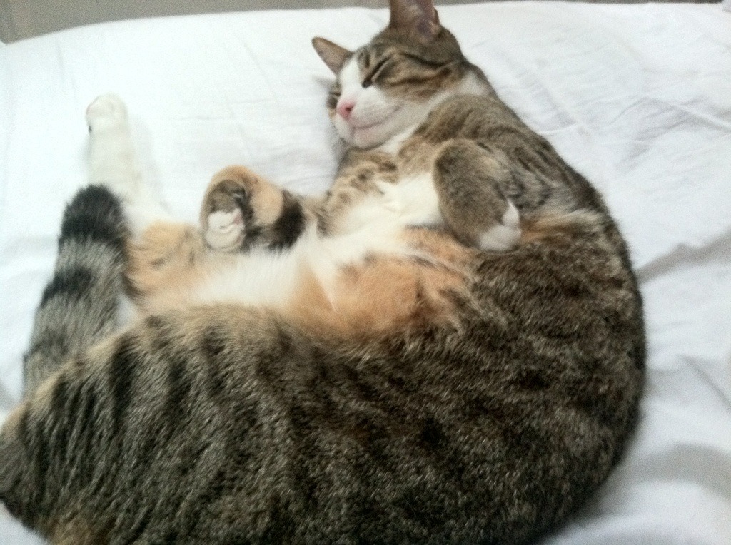 新赛制改变比赛节奏，乒乓球赛事进入新纪元，乒乓球全新赛制