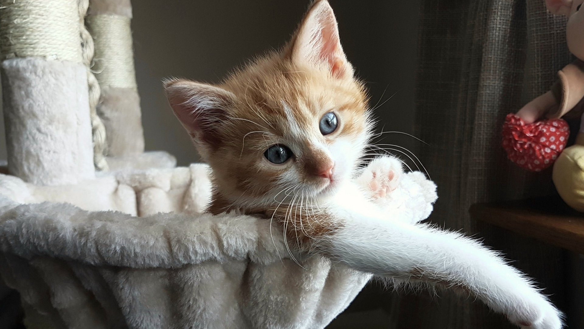 比赛节奏混乱是否应由控卫主导纠正，在比赛中如果选手的基本节奏错误则该选手判为