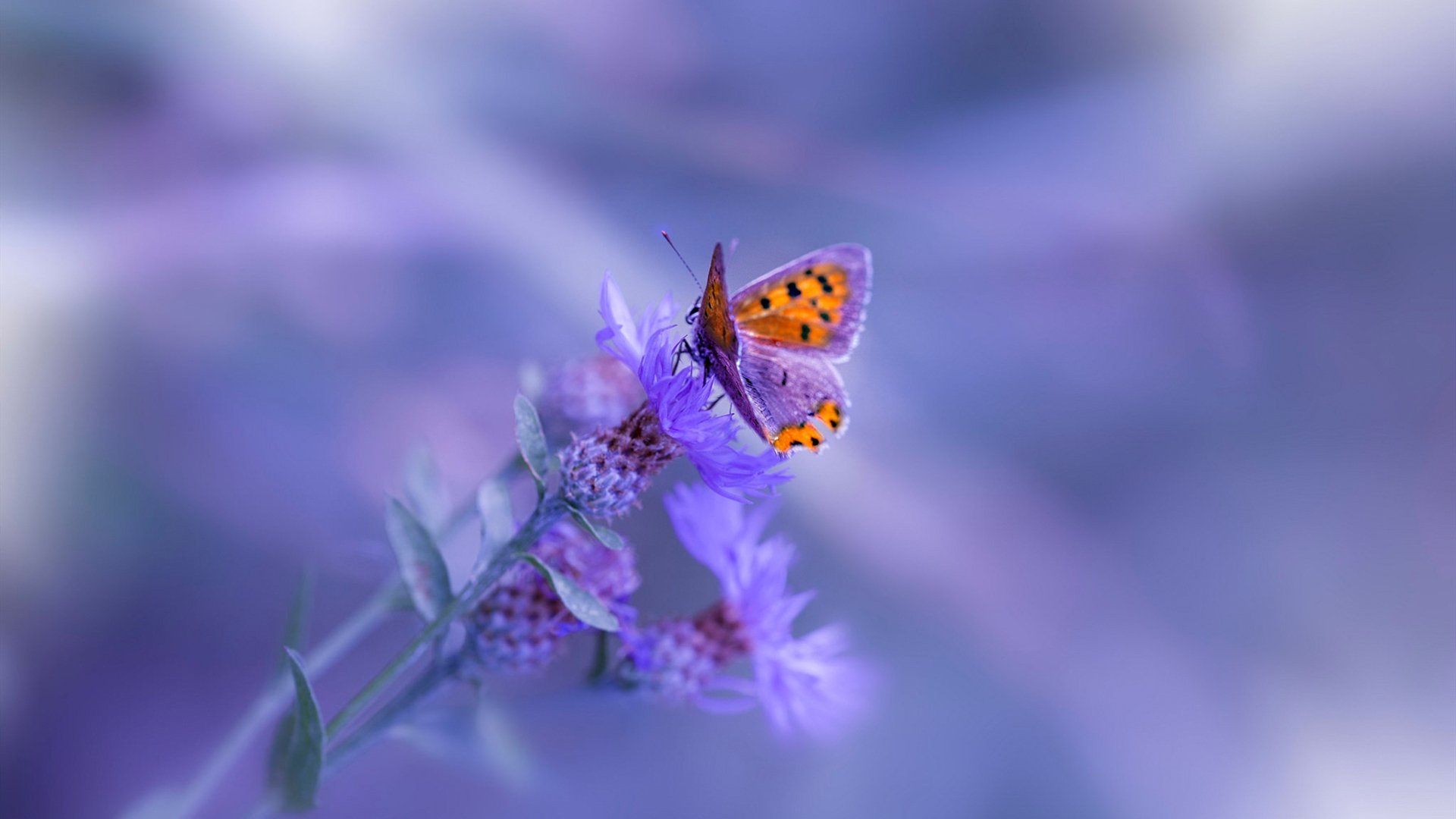 职业联赛转播制作水平未达国际标准，五大联赛转播权多少钱