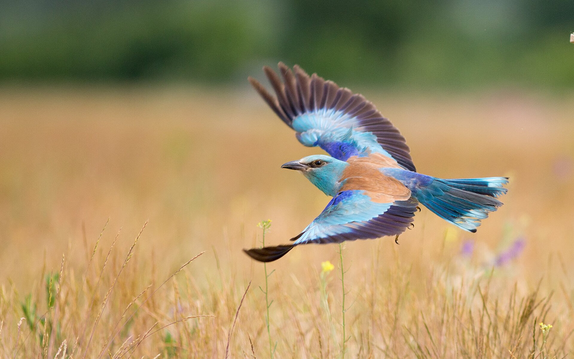 九游-中国足球青少年足球文化推广力度加大，中国青少年足球发展计划