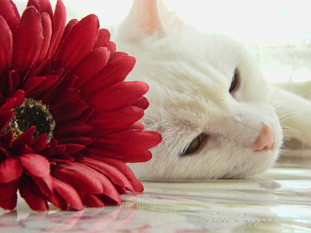 乌拉圭女篮在南美锦标赛中姿态坚强，迈步新高度，乌拉圭篮球赛