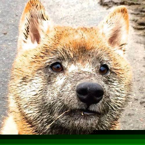 九游jiuyou-法甲蓝血豪门：战术革新引领潮流，蓝血大牌