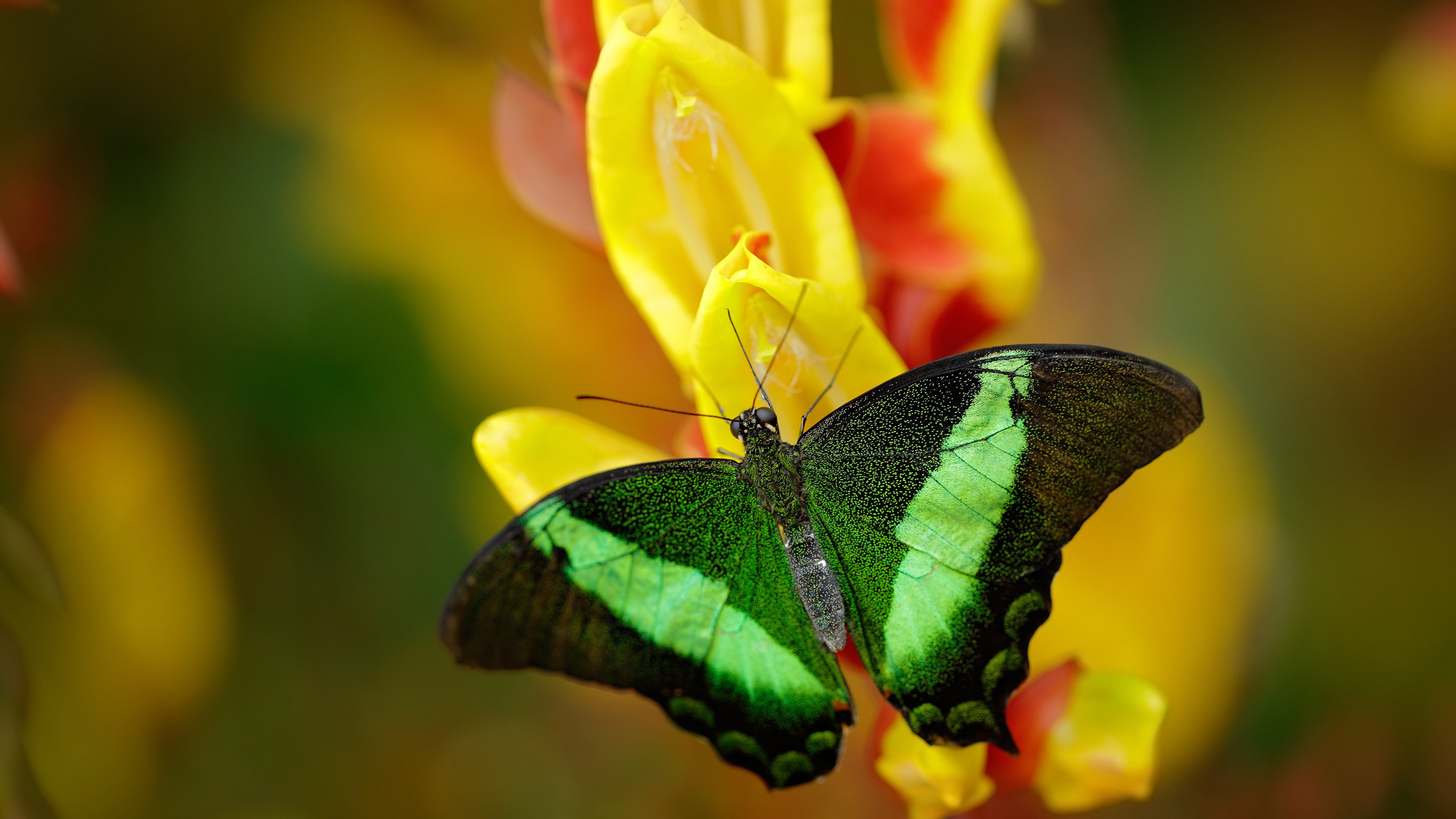 科里·简：通过快速突破和精准配合，成为全黑队进攻的重要保证