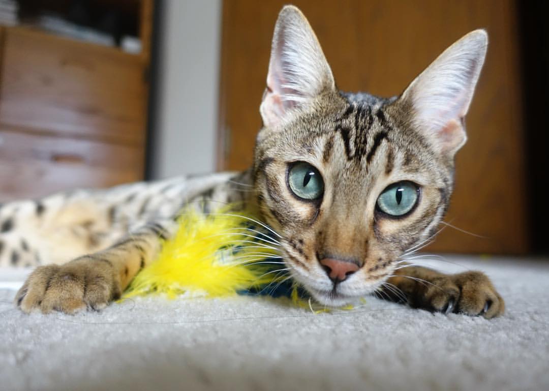 篮球训练技术革新与应用，篮球技术训练的基本要求