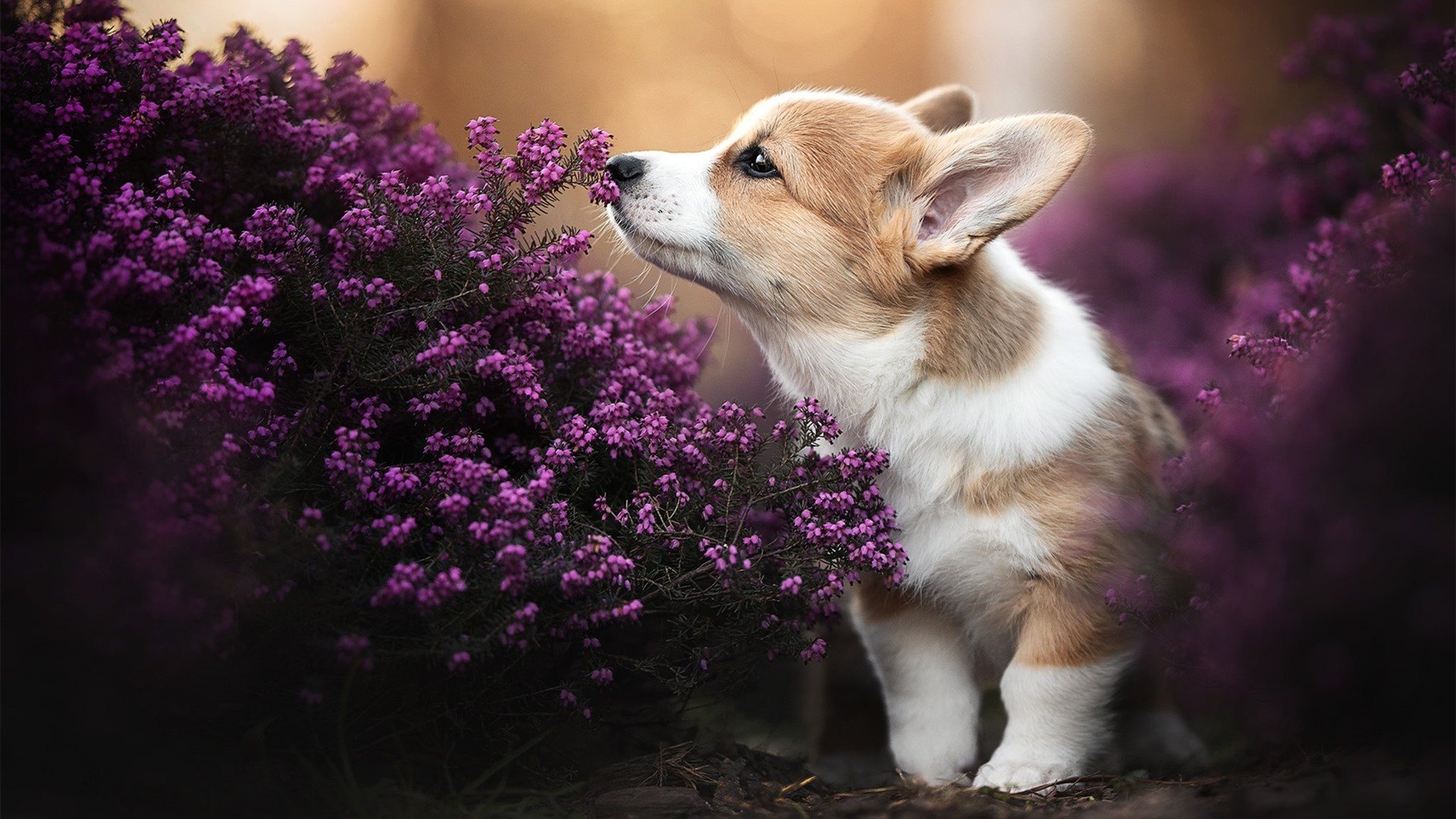 自由泳冲刺瑞士保持领先节奏，自由泳世界比赛视频