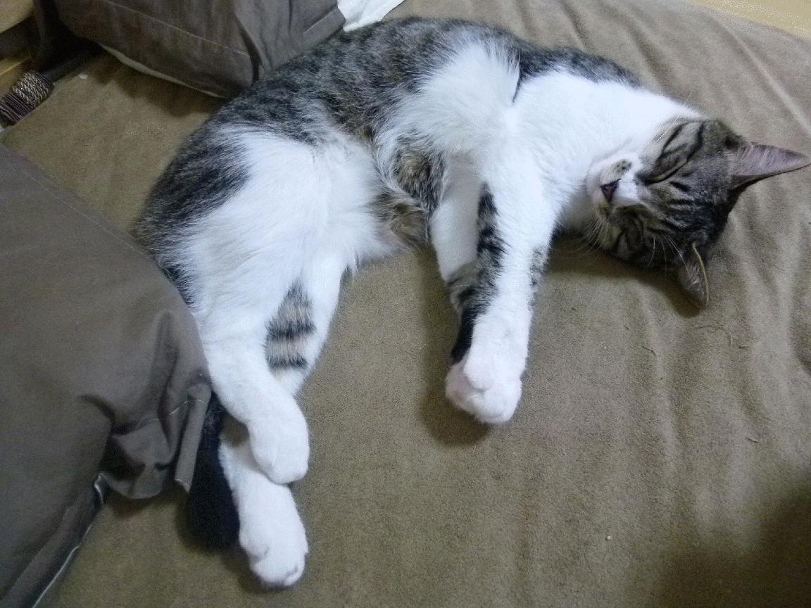 Jiu You-蛙泳选手状态回暖吉尔吉斯斯坦表现突出，吉尔吉斯坦摔跤手